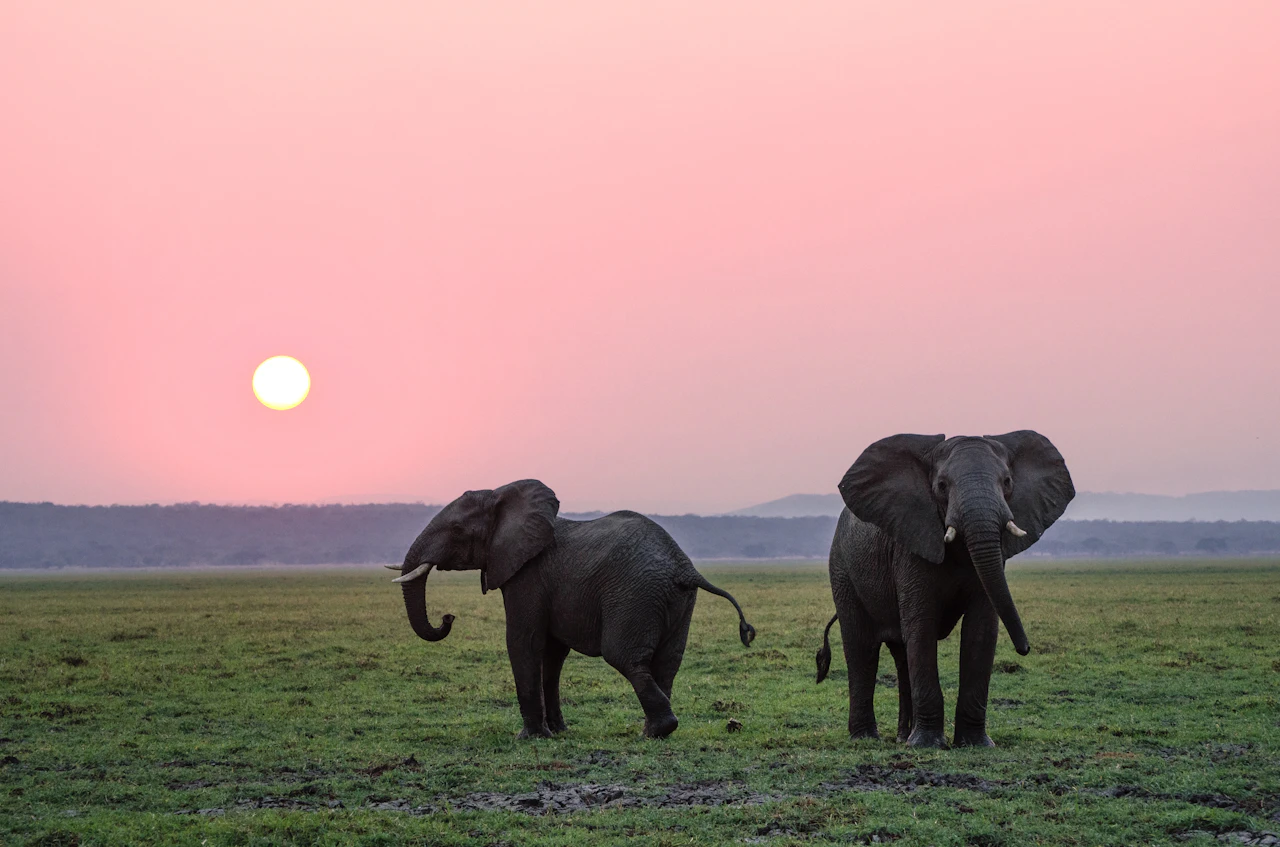 Wild elephants in their natural habitat at Udawalawe