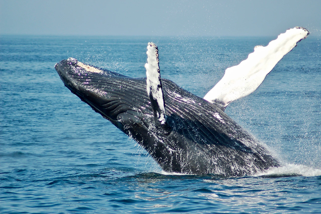 Deep Blue Giants